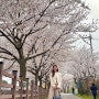 검단 벚꽃 구경, 원당교 벚꽃길 계양천따라 산책