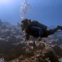 세부 다이빙 올랑고 국립공원 펀다이빙 더마크리조트 뉴그랑블루 다이브