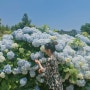 제주 카멜리아힐 동백, 수국, 핑크뮬리 꽃밭 입장료 / 4월 제주도 서쪽 안덕 가볼만한곳
