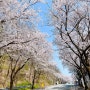 선거하고 막차 타기 평택 벚꽃 명소 국제대 은혜로길 4/9 (푸드트럭 & 2024 꽃 나들이 축제 정보)