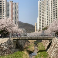 벚꽃구경 실컷했당