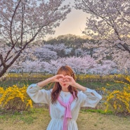 데이트하기 좋은 대전 벚꽃 명소 BEST7 (위치, 주차 정보)