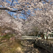 경기북부 벚꽃 명소 소요산, 자유수호평화박물관 개화 야간개장