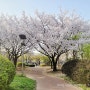 인천 부평 벚꽃 사진명소 (19갤 아기랑 부평공원 나들이)