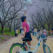 서울숲 자전거 타고 본 사슴방사장 벚꽃 후기 및 튤립 개화소식