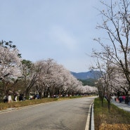 [240406] 벚꽃만개 서울대공원 동물원 나들이