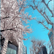 봄이 왔다. 벚꽃엔딩 전에 구경한 벚꽃 사진 자랑하기