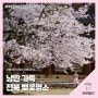 전북특별자치도의 사계(四季) #3 - 낭만 가득, 전북 벚꽃명소