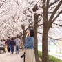 [서울여행 / 수지스냅] 벚꽃사진은 안양천 벚꽃길이지