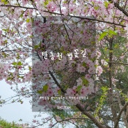대전 벚꽃명소) 탄동천 벚꽃길 점심산책❤ (24.04.08. 실시간)