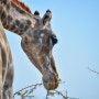 [아프리카 여행] 나미비아 에토샤 국립공원의 기린 / Giraffes of Etosha National Park, Namibia.