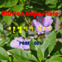 [ Mission Impassible ] 거실에서 화초 키우기 - 브룬펠시아 재스민(Brunfelsia jasmin)