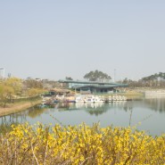 인천 개나리 명소 청라 호수 공원 나들이 주차 정보