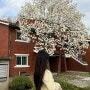 [서울 봄 꽃놀이 명소] 용산공원 목련 | 도림천 벚꽃길 | 항동저수지