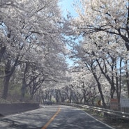 청평 삼회리 벚꽃길을 왜 오늘 굳이 가야 하느냐고 묻는다면?