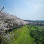 고흥만 벚꽃길 유채꽃밭 4월엔 여기!