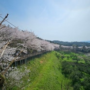 고흥만 벚꽃길 유채꽃밭 4월엔 여기!