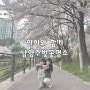 아이와 남양주 벚꽃명소 다녀온 기록 다산생태공원 / 가운천