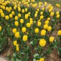 김해연지공원피크닉 벚꽃 튤립 꽃구경