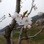 천안 벚꽃축제 봄풍경