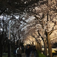 [홍성 벚꽃] 홍여고 앞 대교공원 벚꽃터널(24.4.8 기준 만개)