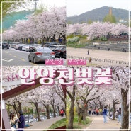 안양천 벚꽃 명소 충훈벚꽃축제 실시간 +주차