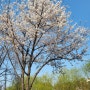 신동수변공원 벚꽃개화