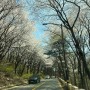 경기도 남한산성 벚꽃 드라이브 갈만한곳 4월 꽃구경