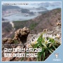 전북특별자치도의 사계(四季) #4 - 군산 대각산 산자고와 힐링 여행지 선유도
