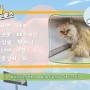 [평택,송탄,오산 동물보호소] 페르시안 고양이 메주의 입양을 도와주세요