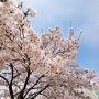 갤럭시 벚꽃사진 보정 핑크빛 봄을 더 빛나게