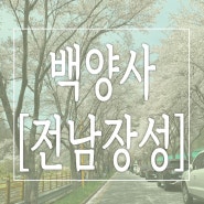 [장성] 광주근교 드라이브 벚꽃길 한적하고 예쁜 ”백양사“