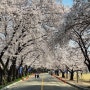 아산 벚꽃 명소 추천 신창 순천향대학교 캠퍼스