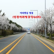 경인 아라뱃길 벚꽃 익사이팅~ 인천아라벚꽃길40리