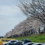 대구 동구 벚꽃 명소 아양교 벚꽃길(아양기찻길 근처)