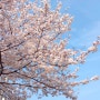 경기광주 청석공원 벚꽃놀이 가볼만한곳 방문