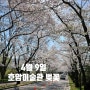 서울근교 벚꽃명소 4월9일 호암미술관 벚꽃 가실벚꽃길 주차정보