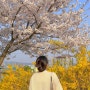 평택 통복천 [상서재 수변공원] 벚꽃로드 개나리 산책길