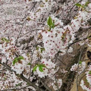 서울숲 현황 (4월8일)/벚꽃 개화/사슴방 사장