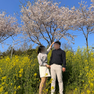 광주 벚꽃 드라이브 코스 영산강 벚꽃 유채꽃 후기