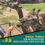 태국 방콕-파타야 카오키여우오픈주 - 아이와 함께하는 가족여행에 추천!