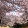 🌸강릉벚꽃여행🌸 남산공원/경포대벚꽃축제 (주차, 화장실, 포토스팟, 꿀팁)