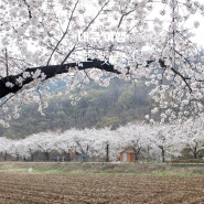 옥포 벚꽃축제 용연사 벚꽃길 송해공원 벚꽃