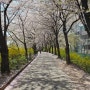 의정부 벚꽃 명소 벚꽃엔딩 낙화 호원 중랑천 벚꽃길