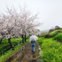 4월 제주여행 벚꽃 명소 예래생태공원