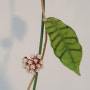 Hoya Callistophylla_호야 칼리스토필라
