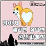 강아지 젤리변 점막변 원인과 예방.