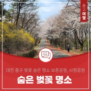 대전 벚꽃 숨은 명소 보훈공원, 사정공원 벚꽃 나들이 다녀가세요