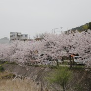 전주 아중호수 벚꽃명소 저수지 산책로 아이와 갈만한곳