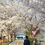 청주 근교 벚꽃 보은 월송리 벚꽃길 차 없어서 좋았던 곳!